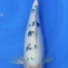 Bekko Hosokai Female