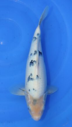 Bekko Hosokai Female