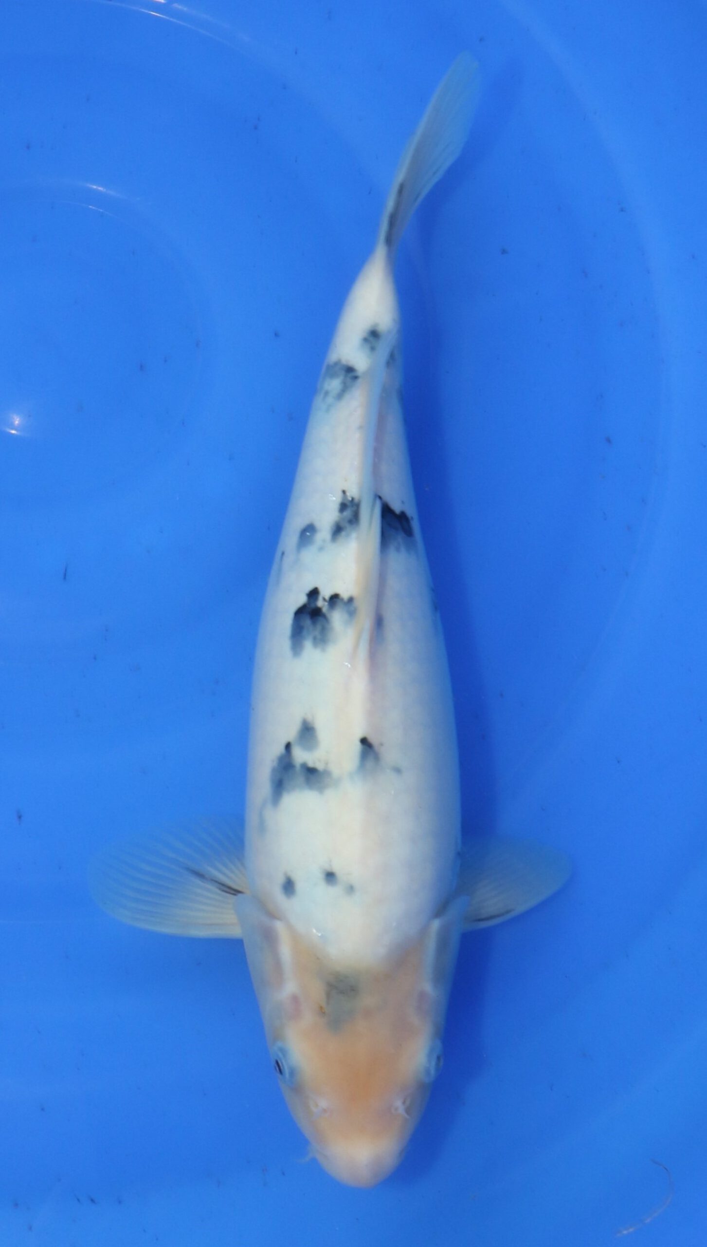 Bekko Hosokai Female