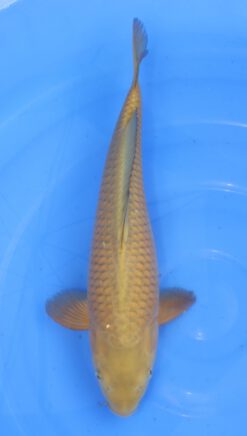 Chagoi Maruhiro Female