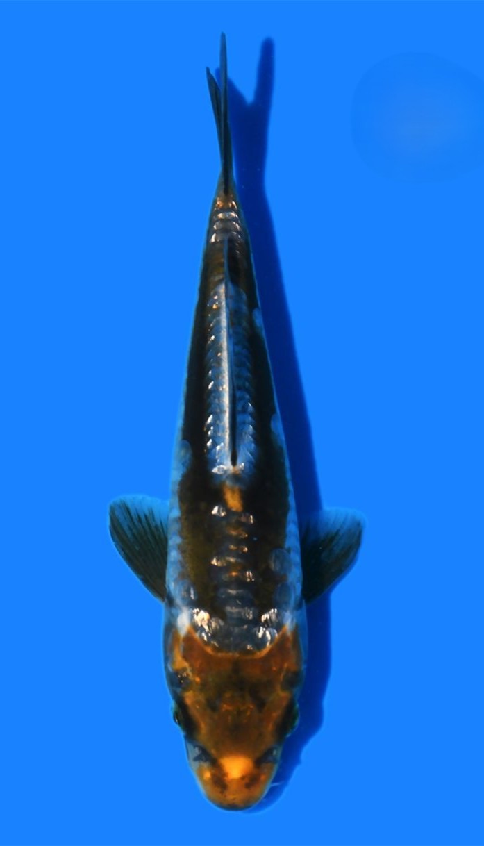 Kawarigoi Taniguchi