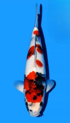 Showa Ueno Female