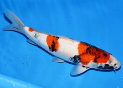 Alternative view of Showa Ueno Female