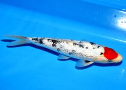 Alternative view of Ginrin Tancho Sanke Ueno Female