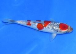 Alternative view of Ginrin Goshiki Taniguchi Female